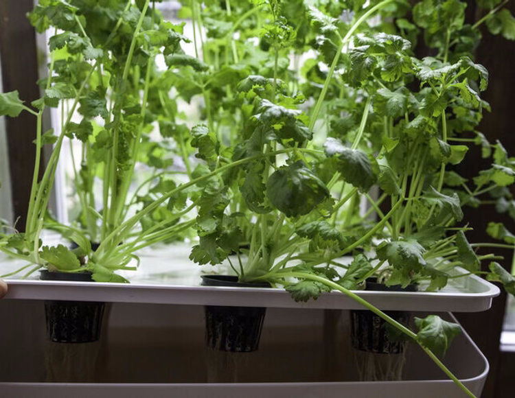 Workshop - odla utan jord