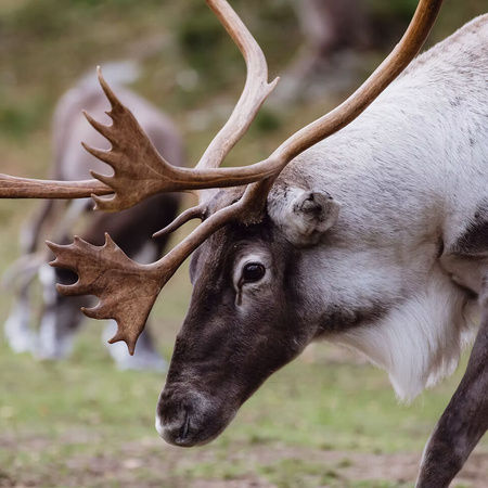 Vandring i samernas fotspår