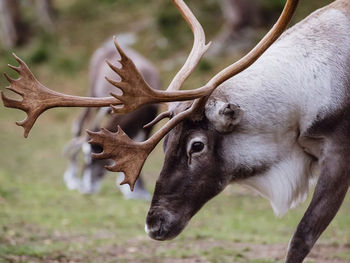 Vandring i samernas fotspår
