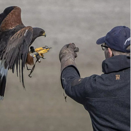 Rovfugle opvisning: More than just a break