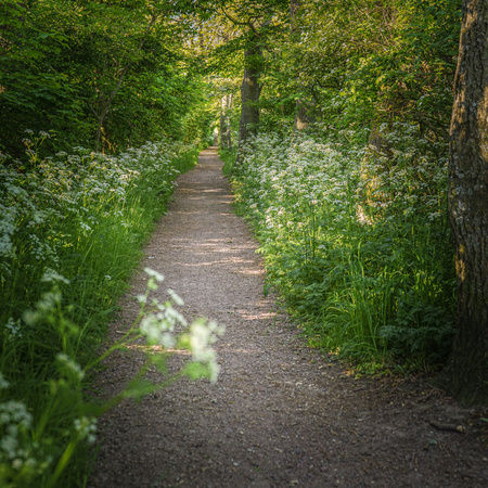 Skattjakt på gula Ven-cyklar