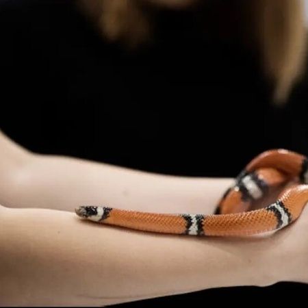 Opdagelsestime - kryb & kravl