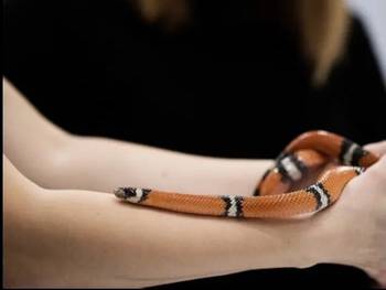 Opdagelsestime - kryb & kravl