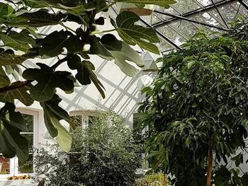 Wasabi Orangeri Café