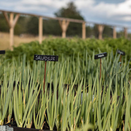 Odla och skörda i Köksträdgården