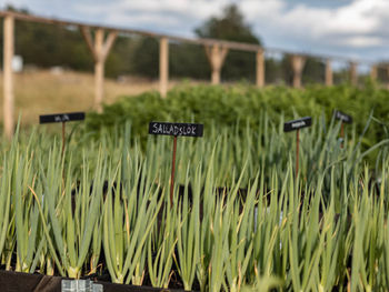 Odla och skörda i Köksträdgården