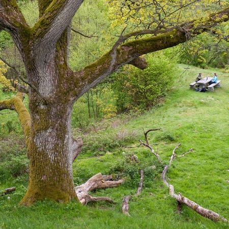 Vandra bland jätteekar