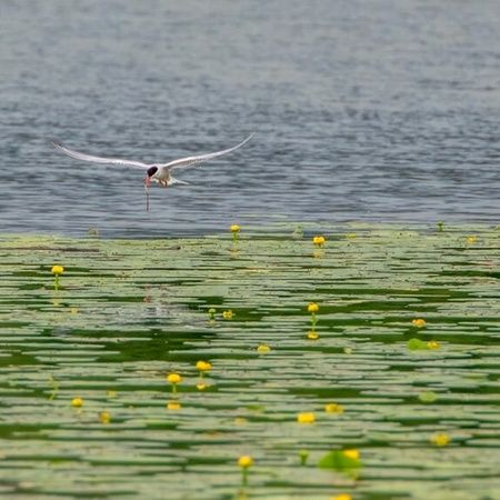 Kreativ workshop – skapa med naturen
