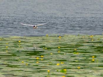 Kreativ workshop – skapa med naturen