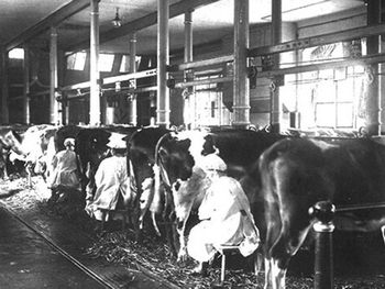 Guidad promenad (Från kossor till kultur)