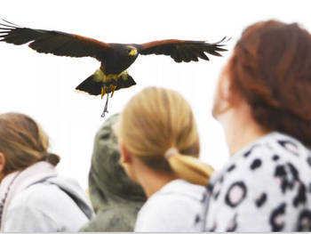 Rovfugle opvisning: Just a break